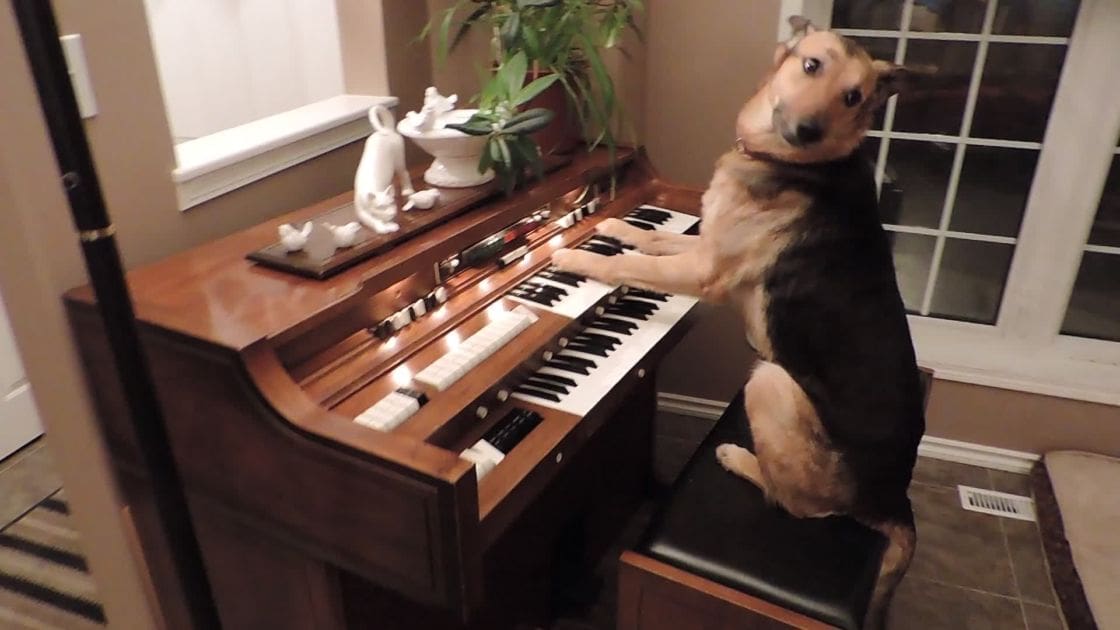 A German Shepherd mix dog playing an organ in a home setting with frosted glass windows, decorative items, and indoor plants.