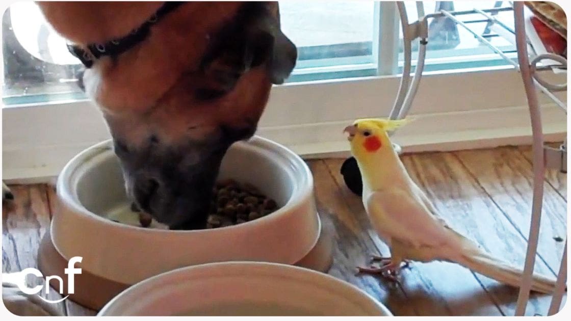 A Boxer dog with black markings eating from a bowl next to an adult cockatiel in a well-lit indoor setting, possibly during spring or summer.