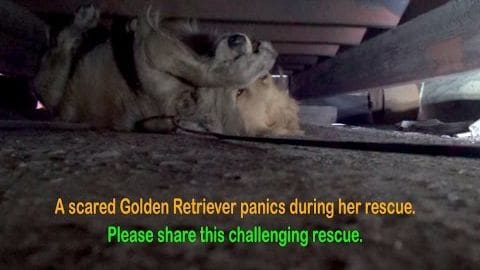 A Golden Retriever in distress during a rescue operation outdoors, amidst rugged debris on uneven ground.