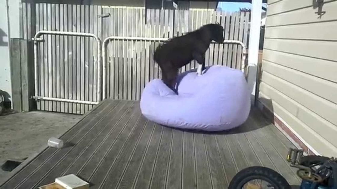 A black puppy with short fur stands on a wooden deck, surrounded by outdoor furniture and objects under natural daylight.