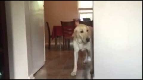 A light brown dog with white markings, possibly an adult golden retriever, indoors in a home setting. Red chairs around a wooden table and white walls are visible.