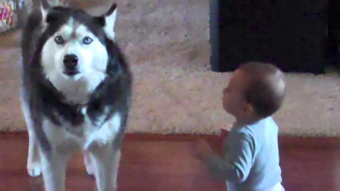 A toddler in a light blue long-sleeve shirt interacts with an adult husky on a beige carpeted floor inside a living room under natural daylight.