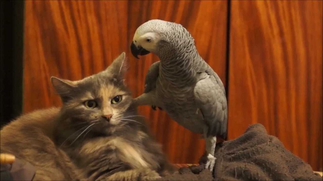 A domestic shorthair tabby cat with adult markings interacts with an African Grey parrot in a well-lit indoor setting with wooden paneling, suggesting a home environment.
