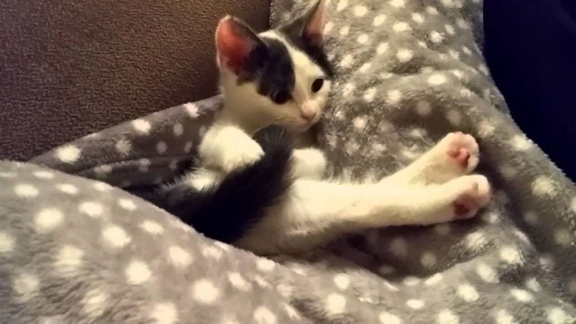 A playful kitten with black and white fur sits indoors on a polka-dotted blanket under artificial light at night.