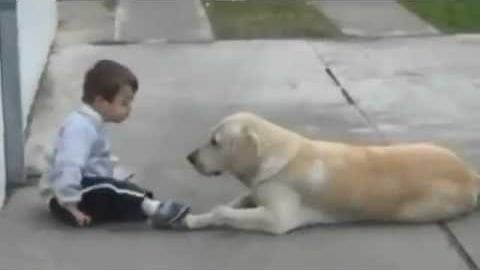 A toddler boy wearing a light blue long-sleeved shirt interacts with an adult Labrador Retriever or similar medium to large breed dog on an outdoor sidewalk near some greenery and a building structure, suggesting spring or summer due to the clothing worn by the child.