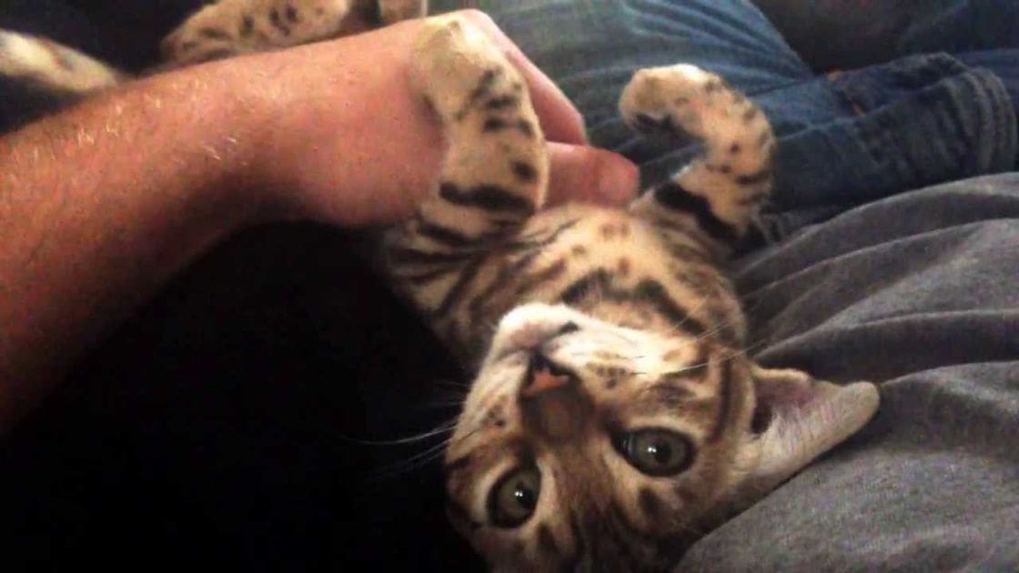 A kitten with light brown fur, dark spots and stripes, indoors on a dark-colored fabric surface.