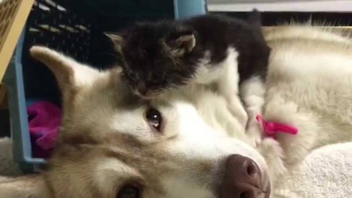 A husky dog with white and light brown fur, wearing a pink bow on its collar, indoors alongside a black and white kitten in what appears to be someone's home.