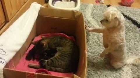 A tabby cat and a small dog interacting with a cardboard box in an indoor setting, likely a living room, with natural light illuminating the scene.