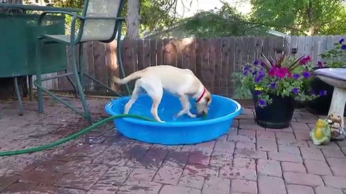 A light-colored Labrador Retriever or similar breed dog wearing a red collar plays in a blue kiddie pool filled with water amidst blooming purple flowers on a green metal chair, set against a backdrop of a brick patio and wooden fence.