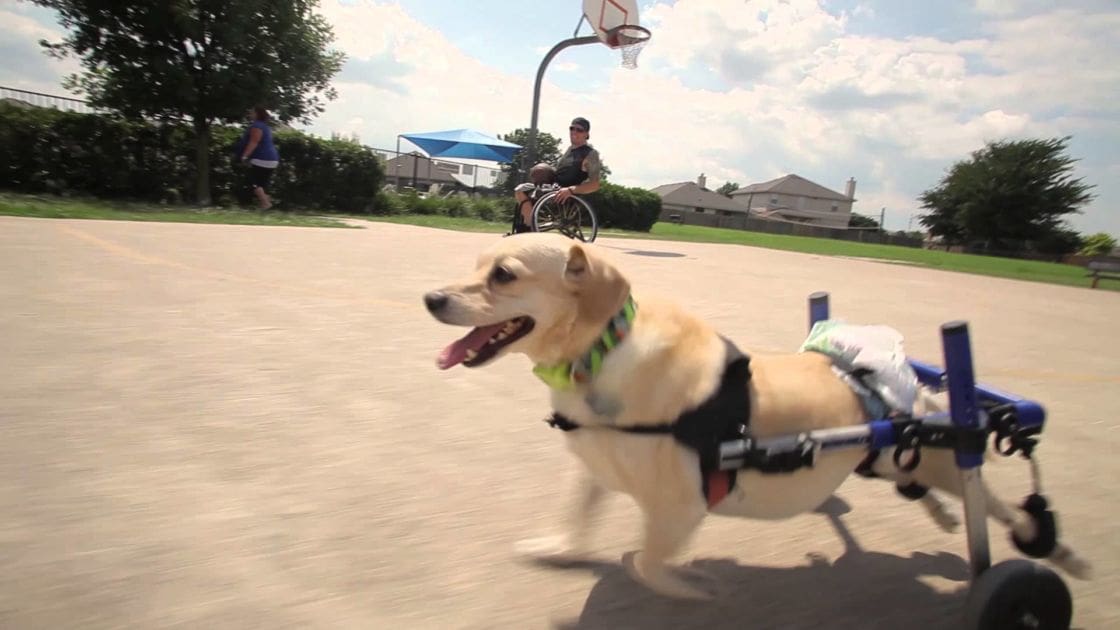 An adult male singer in a dark cap and sunglasses, an adult female carrying a bag over her shoulder, a light golden Labrador Retriever on paved surfaces with trees and houses under partly cloudy sky at mid-morning or afternoon; basketball hoop, blue umbrella, and standard wheelchair visible.