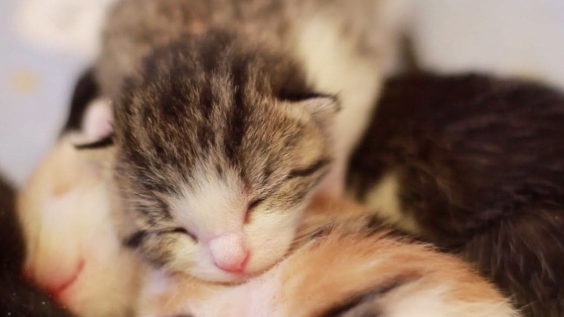 A tabby kitten with brown and black stripes and white markings on its face and chest, indoors with soft lighting suggesting daytime.