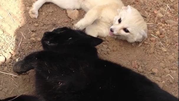 A white fox and a black puppy lying on dirt ground in natural outdoor setting, possibly spring or summer with bright daylight.