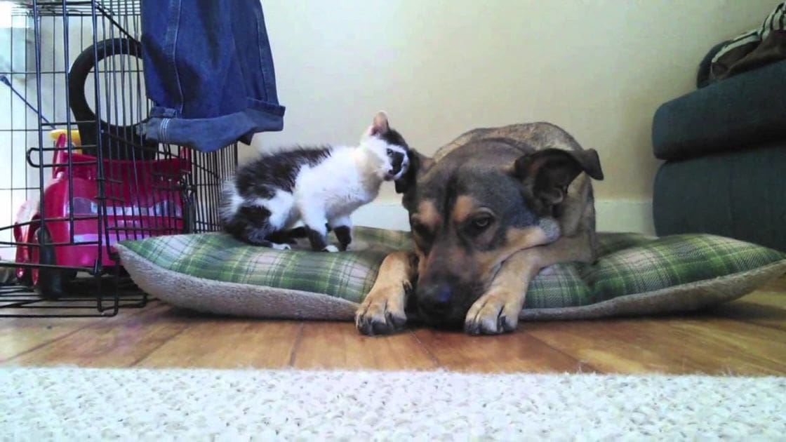 A German Shepherd mix dog resting on a green plaid cushion alongside a Siamese or similar breed cat in an indoor home setting with natural light and daytime ambiance.