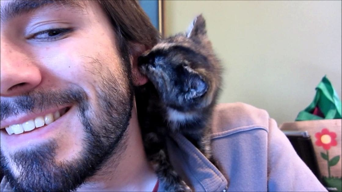 An adult male with a tabby kitten indoors, surrounded by home decor under natural light in spring or summer.