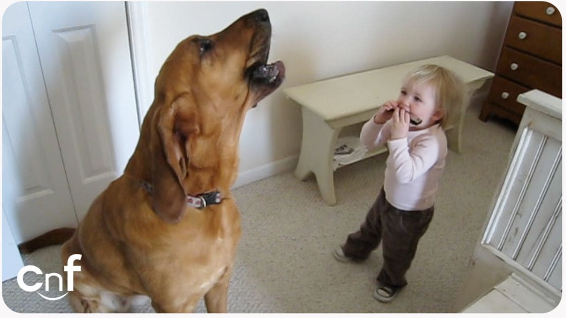 A toddler interacting with a large brown dog in an indoor home setting with natural light.