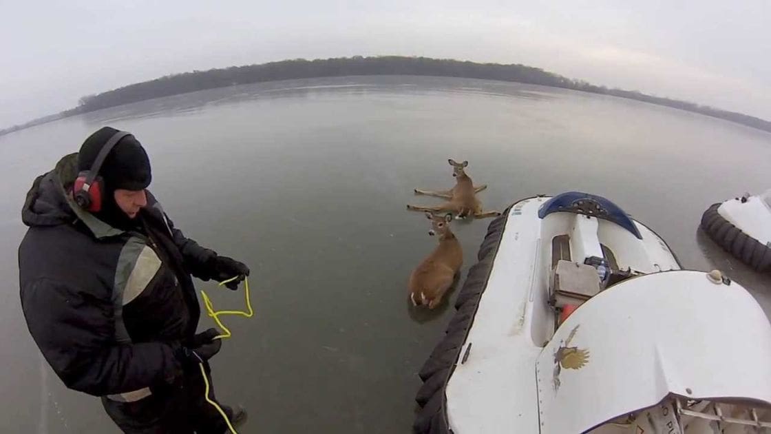 An adult male interacts with white-tailed deer near a body of water, wearing black reflective attire and holding a yellow rope in an overcast late fall or winter setting.