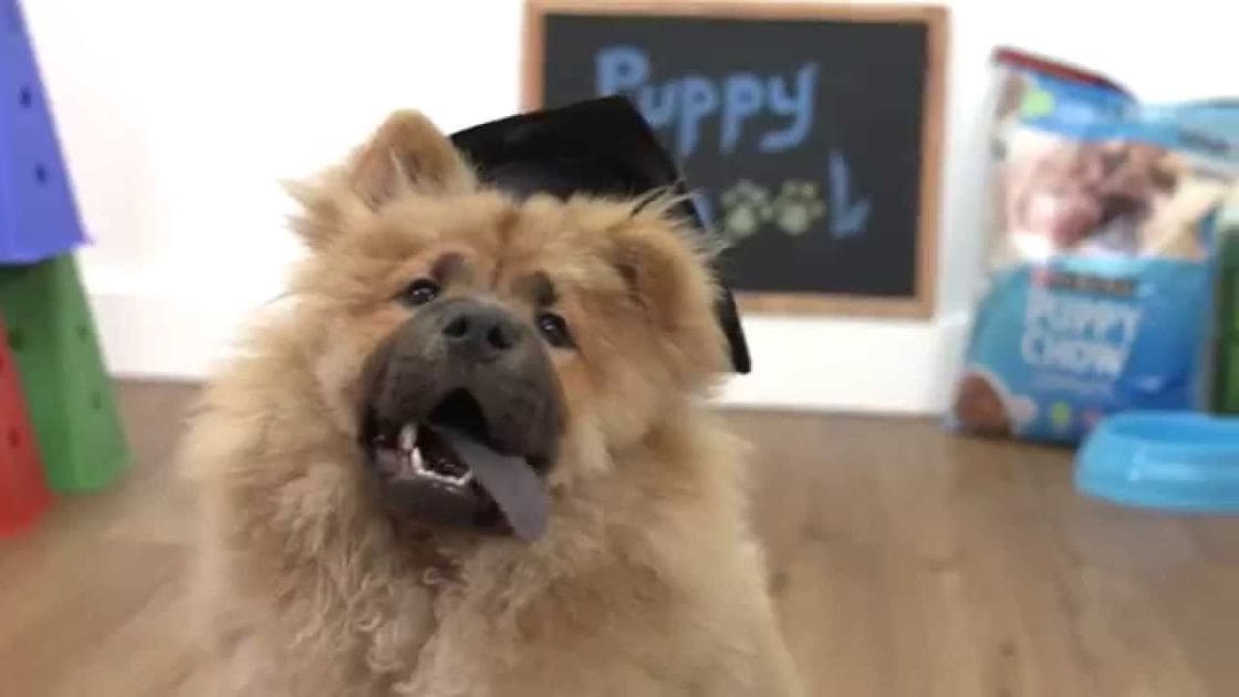 A fluffy Chow Chow dog wearing a graduation cap, indoors in a home setting with visible objects like 'Puppy' written on a blackboard and a box of 'Puppy Chow'.