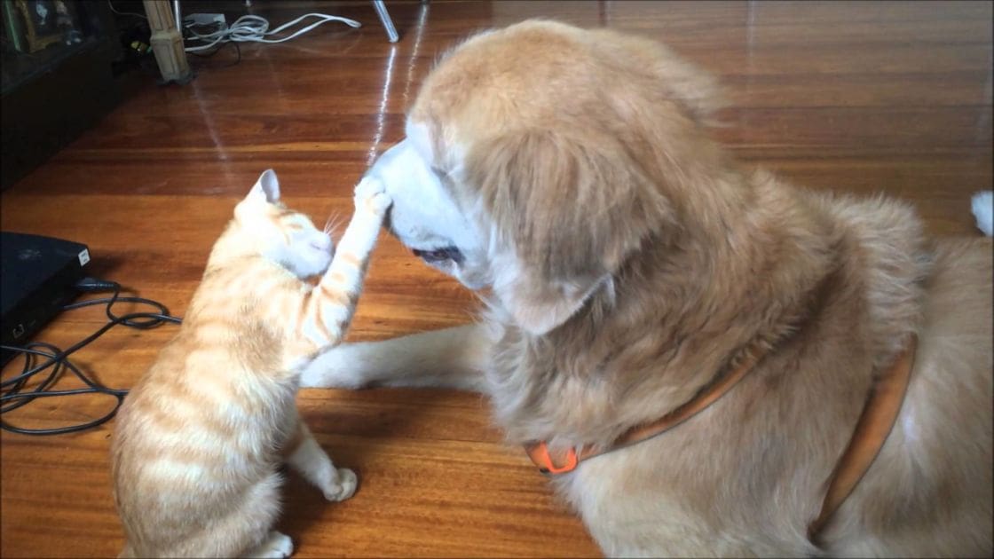 An adult tabby cat with orange and white fur interacting with a golden retriever or similar breed dog in an indoor home environment, surrounded by wooden flooring, cables, and electronic devices; setting suggests a lived-in space with no clear season or time of day indicated.