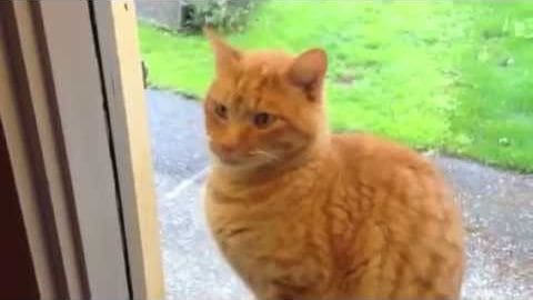 A ginger tabby adult cat with distinct markings on its fur, indoors near an open door leading to a grassy outdoor area, suggesting spring or summer.
