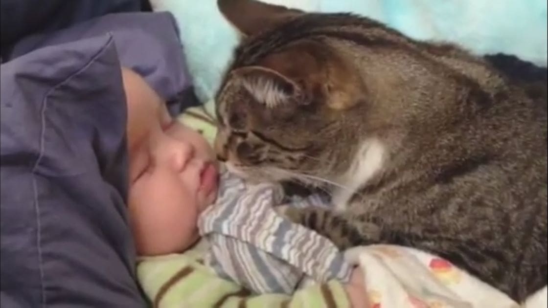 An infant wearing a dark-colored onesie sleeps beside a tabby cat with brown stripes on a bed covered with patterned blankets, suggesting a calm domestic setting.