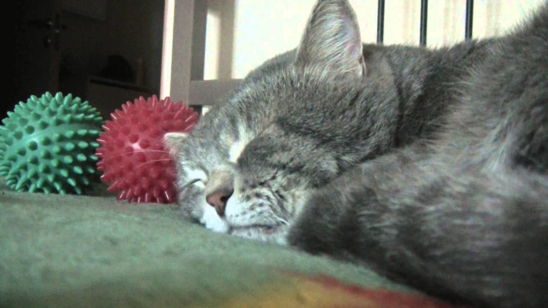 A sleeping tabby cat with gray fur and white markings, resting indoors near two spiky balls.