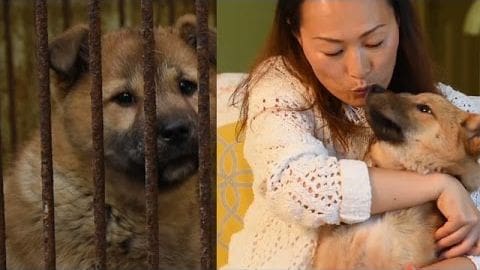 A medium-sized dog with light brown coat and darker markings around the eyes and ears, held indoors by a person in a white lace top. The setting includes warm indoor lighting and part of a yellow patterned chair.