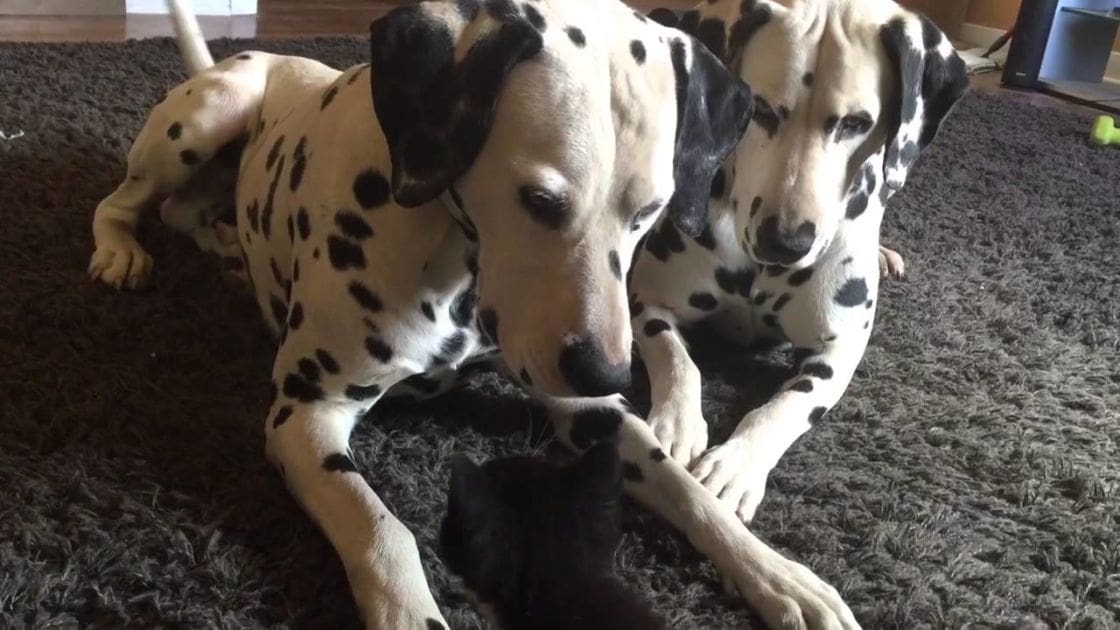 Two Dalmatian dogs inside a home setting with visible black spots on their white coats.