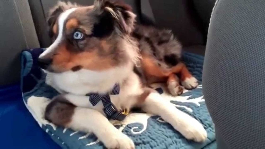 A young Australian Shepherd or similar breed puppy with white, brown, and black markings sits inside a vehicle on a day with natural light.