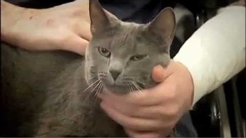 A domestic shorthair cat, possibly a Russian Blue, with an adult gray coat indoors. An adult male and female are present in the scene.