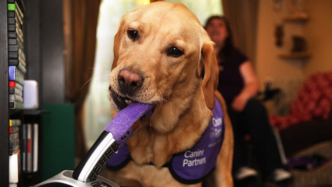 A golden retriever with a purple 'Canine Partners' strap around its neck sits indoors, surrounded by an adult female in dark clothing and another partially obscured figure behind the dog. The setting suggests a home living room with shelves of books and other items visible.