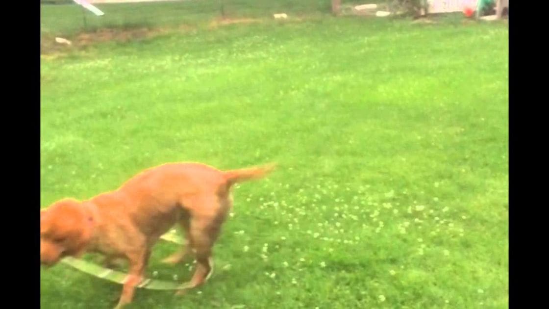 A reddish-brown Labrador Retriever or similar breed dog in an outdoor grassy area, possibly spring or summer with overcast lighting.