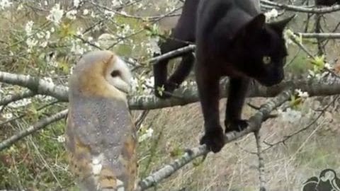 A black cat and a barn owl in an outdoor setting with green foliage and blossoming trees, suggesting springtime.