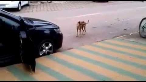 An adult Boxer or similar medium-sized breed dog with brown fur standing in an urban parking area marked by yellow and green stripes on a paved surface, surrounded by parked cars under natural daylight conditions.