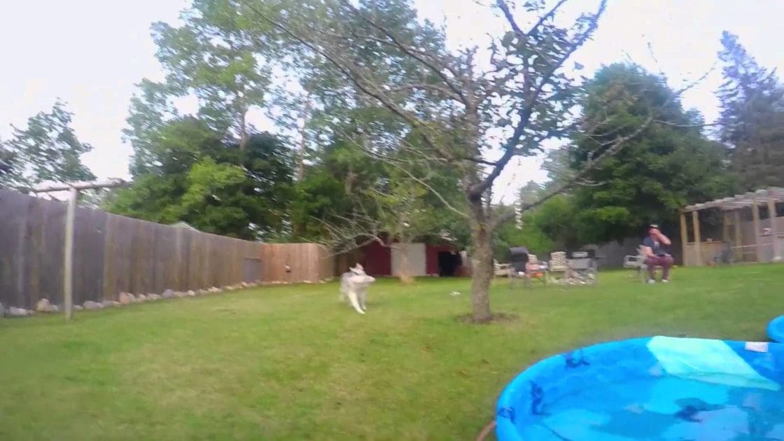 An adult female wearing a dark tank top and patterned shorts, interacting with her husky or similar breed dog in a residential backyard during daytime. The scene includes a blue kiddie pool and scattered yard items under bright diffused sunlight.