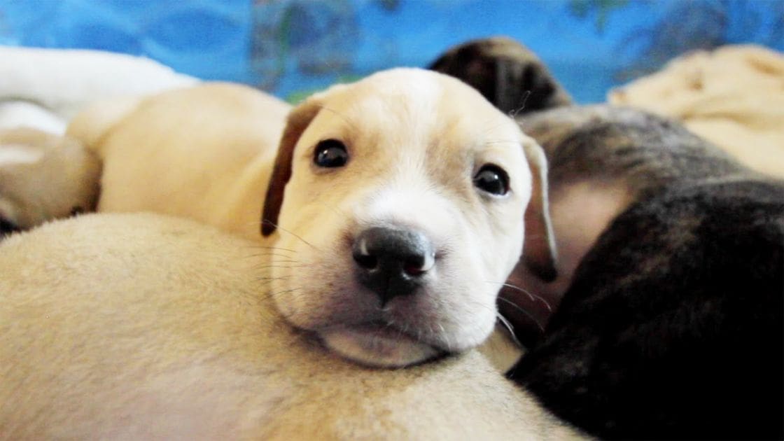 A young, light tan puppy with a soft coat indoors on a blue fabric surface in natural daylight