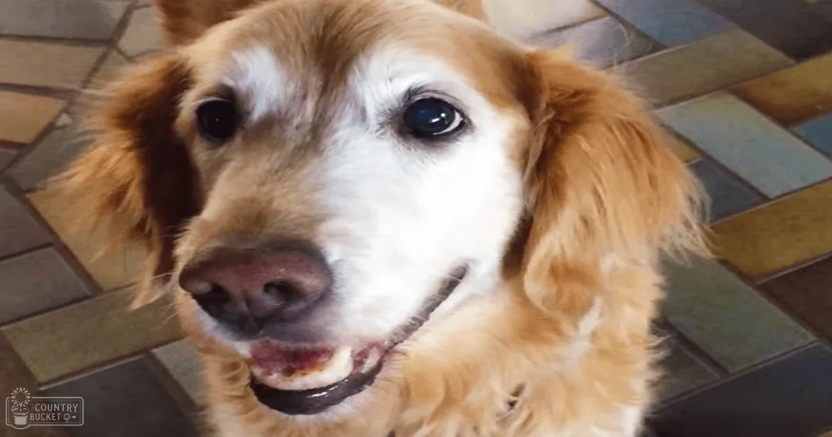 An adult Golden Retriever or similar breed indoors on a tiled floor with long golden-brown and white fur, no visible season or time of day indicators.