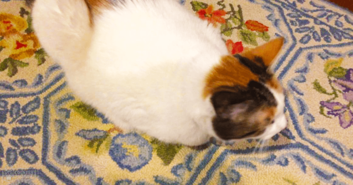 A white, brown, and black adult cat with a patterned carpet beneath it in an indoor setting.