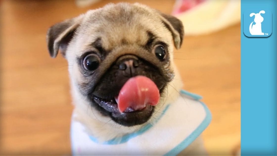 A pug puppy with light brown fur, dark markings around its eyes and nose, wearing a white garment with blue trim indoors on a wooden floor.