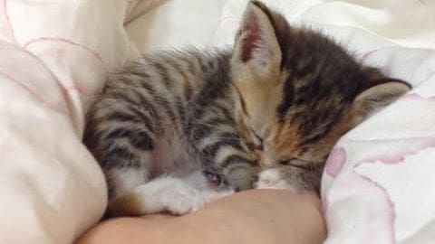 Two tabby kittens with brown and black markings on a bed with light-colored floral-patterned bedding indoors.
