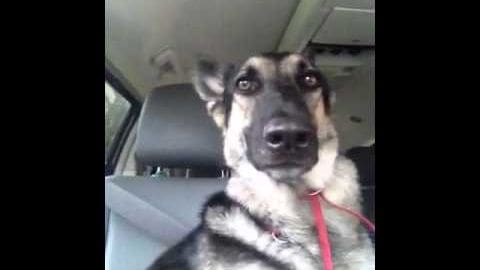 A German Shepherd with a black and tan coat sitting inside a car during daytime.