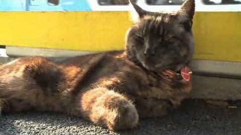 A tabby cat with brown and black fur patterns stands outdoors near a yellow and white vehicle, likely in midday daylight.