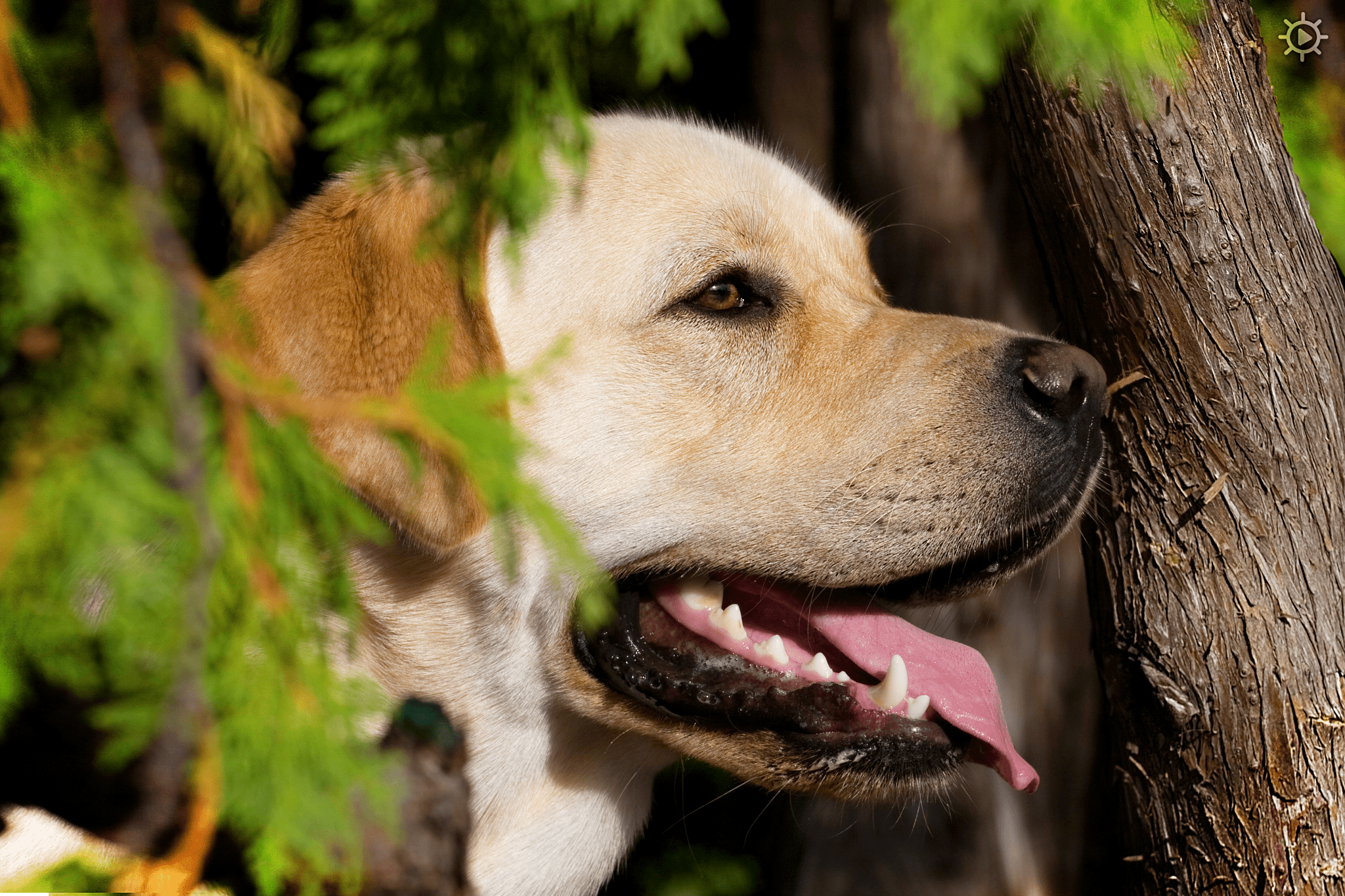 A happy Labrador Retriever or similar breed dog with a light tan coat and white markings stands outdoors in a forested area, surrounded by greenery under natural daylight.