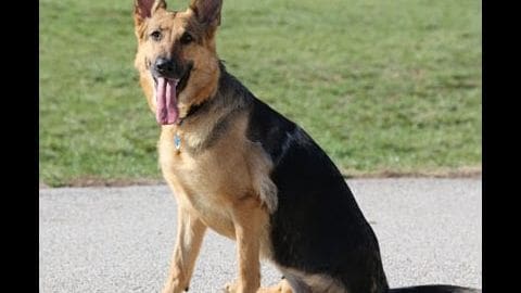 A German Shepherd dog with a black and tan coat stands on a paved path in an outdoor park-like setting during daytime.