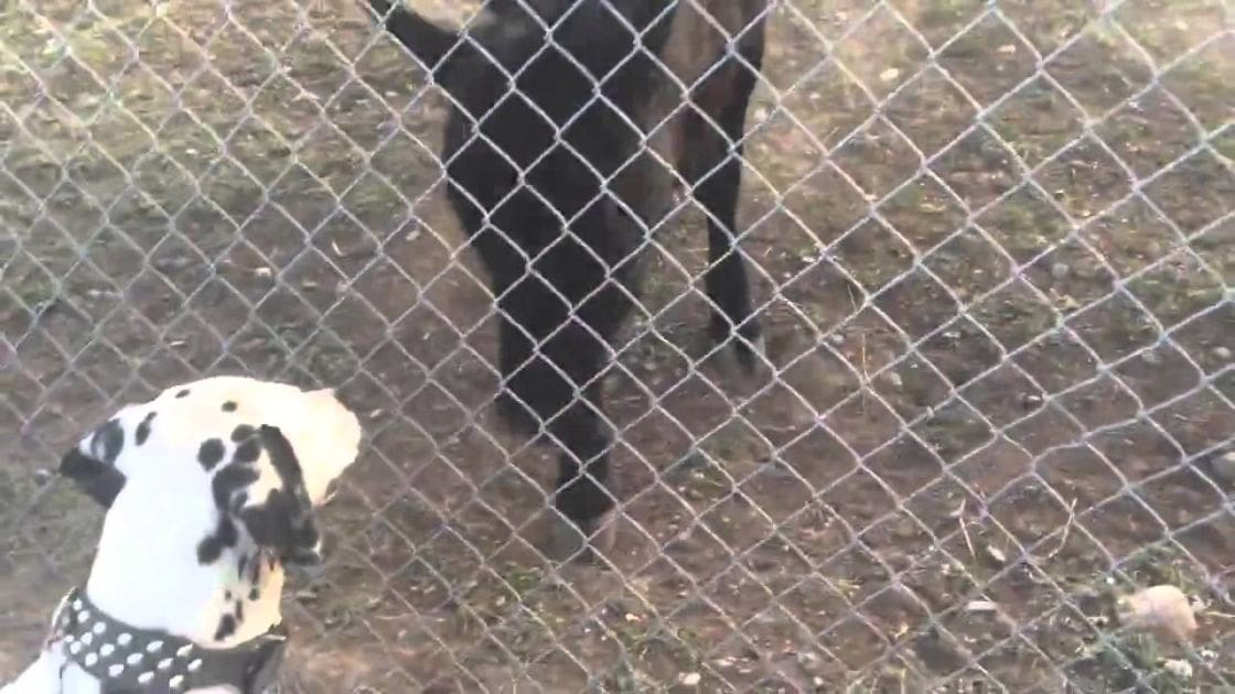 A Dalmatian dog with black spots on a white coat, wearing a black collar with white polka dots, stands in an enclosed outdoor area surrounded by chain-link fencing and grassy dirt. The setting appears to be daytime.