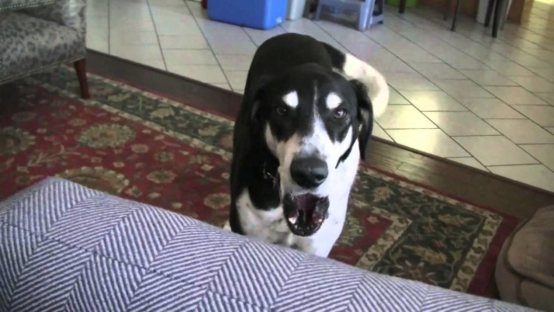 A Great Dane with black and white fur stands indoors on a patterned rug, surrounded by furniture like a striped cushion and leopard print fabric in natural daylight.