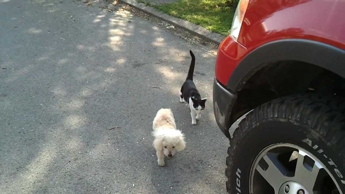 A small white Poodle-like dog and a black-and-white cat walking near a red vehicle on an outdoor paved road surrounded by grass and trees, suggesting late afternoon light.