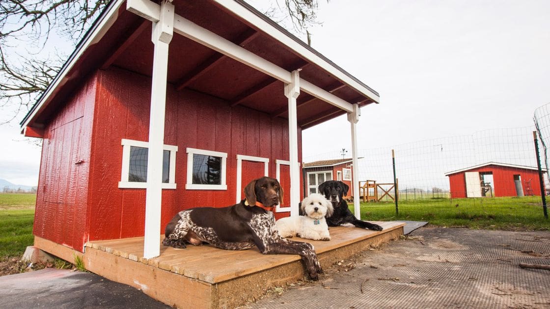 German Shorthaired Pointer, Bichon Frise, and Black Labrador Retriever dogs on a rural farm with wooden porch, red barn, wire fence, and grassy field under overcast sky.