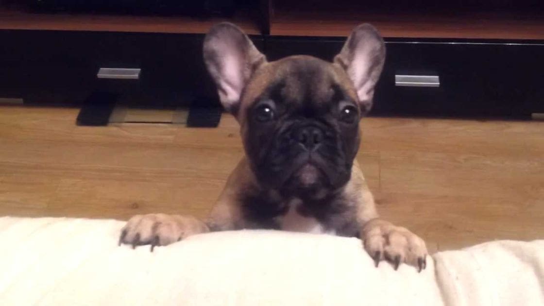 A French Bulldog puppy with dark brown fur and light tan markings around its eyes and paws, indoors with artificial lighting.