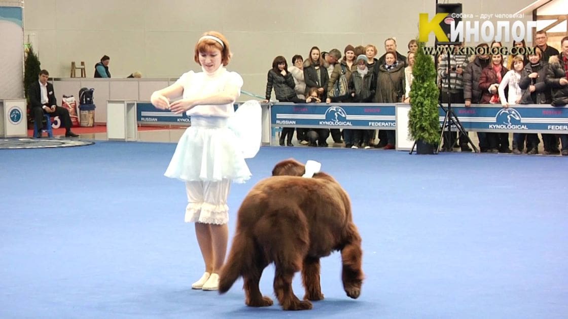A large brown dog with a Newfoundland breed appearance performing at an indoor arena during winter; spectators seated behind barriers watching the show.
