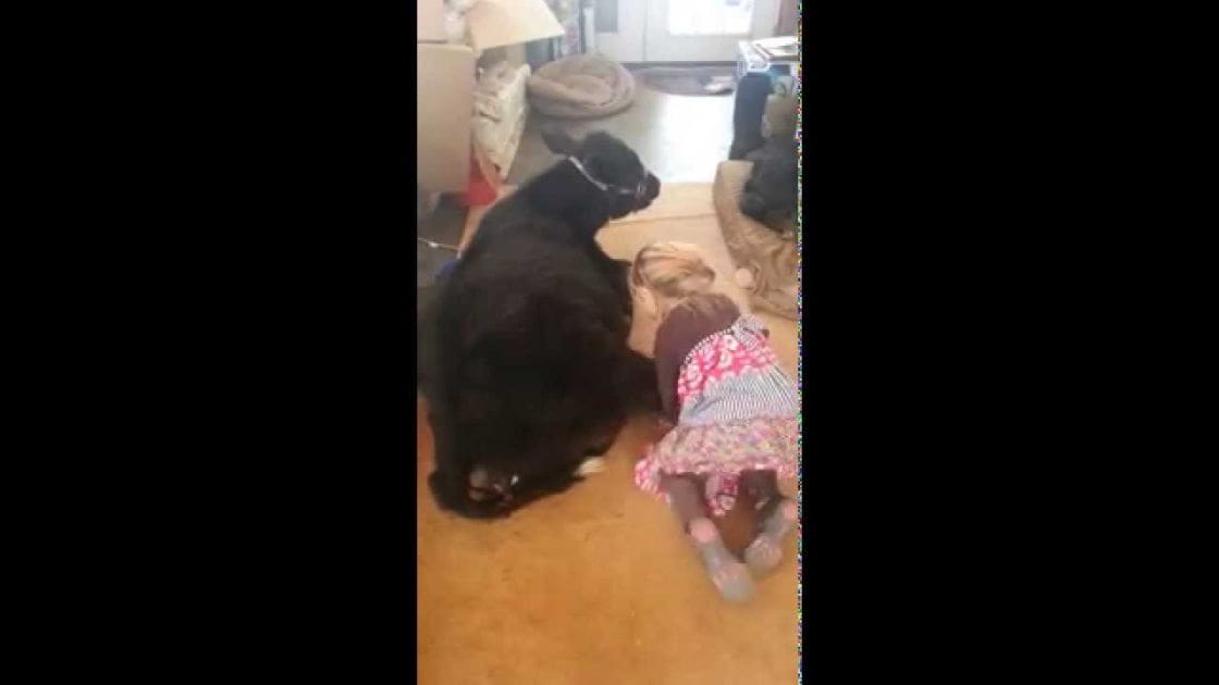 A toddler in a pink and white patterned dress interacts with an adult black Labrador Retriever in a cozy living room setting during daytime.